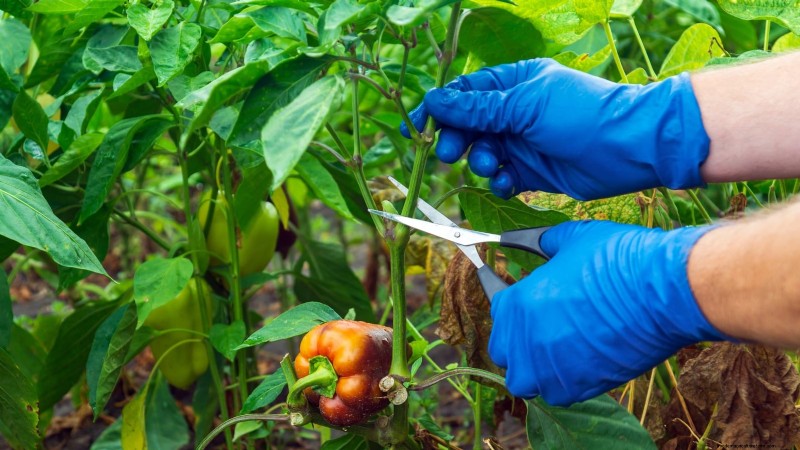 Grow Peppers in Raised Beds: A Guide to Abundant Yields