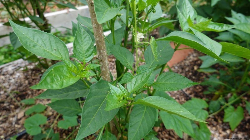 Grow Peppers in Raised Beds: A Guide to Abundant Yields