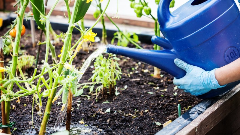 Grow Peppers in Raised Beds: A Guide to Abundant Yields