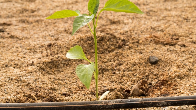 Grow Peppers in Raised Beds: A Guide to Abundant Yields