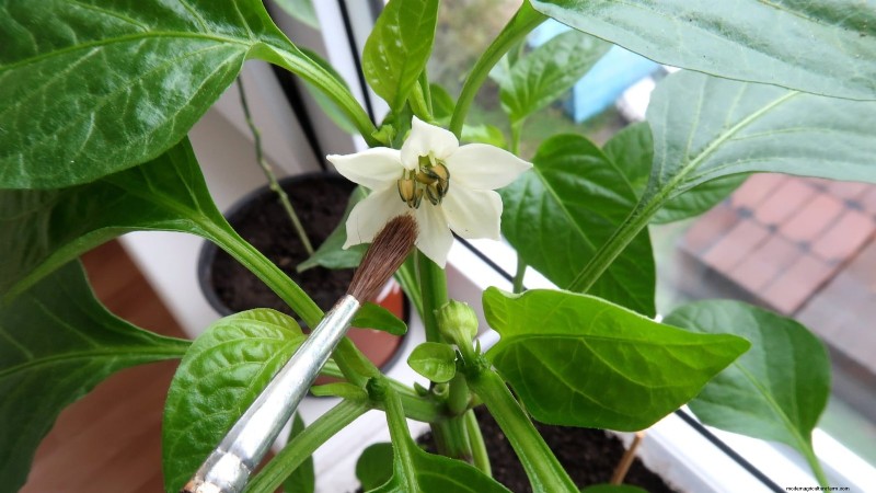 Grow Peppers in Raised Beds: A Guide to Abundant Yields