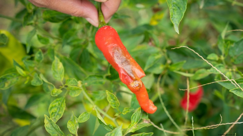 Grow Peppers in Raised Beds: A Guide to Abundant Yields