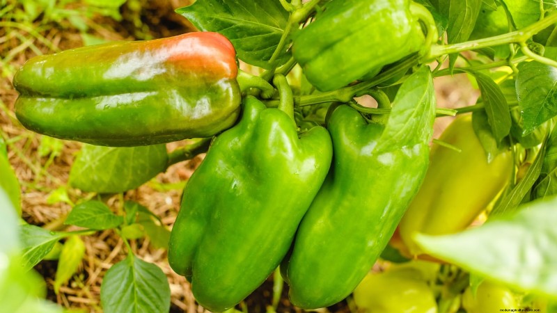 Grow Peppers in Raised Beds: A Guide to Abundant Yields