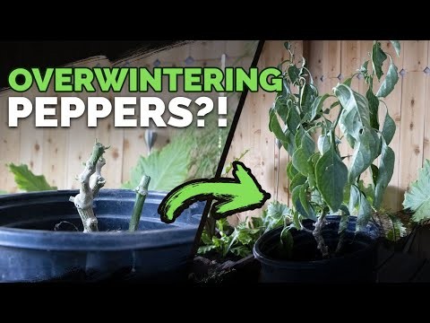 Grow Peppers in Raised Beds: A Guide to Abundant Yields