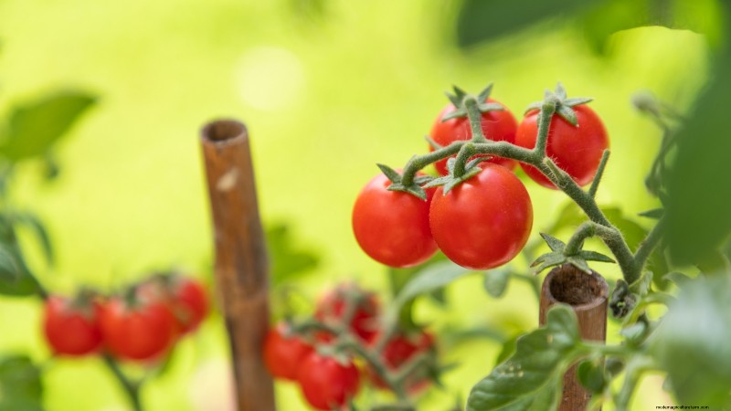 Tomato Harvesting: When to Pick for Best Flavor & Quality