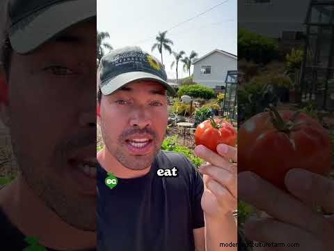 Tomato Harvesting: When to Pick for Best Flavor & Quality