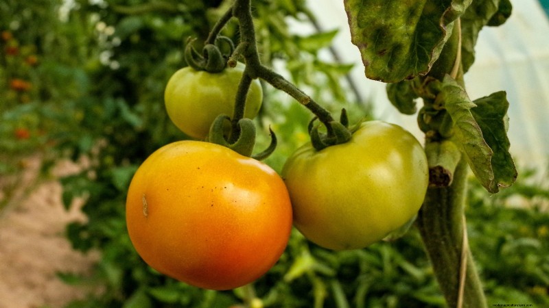 Tomato Harvesting: When to Pick for Best Flavor & Quality