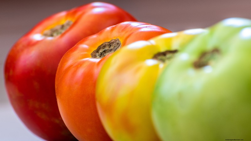 Tomato Harvesting: When to Pick for Best Flavor & Quality
