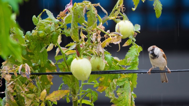 Tomato Harvesting: When to Pick for Best Flavor & Quality