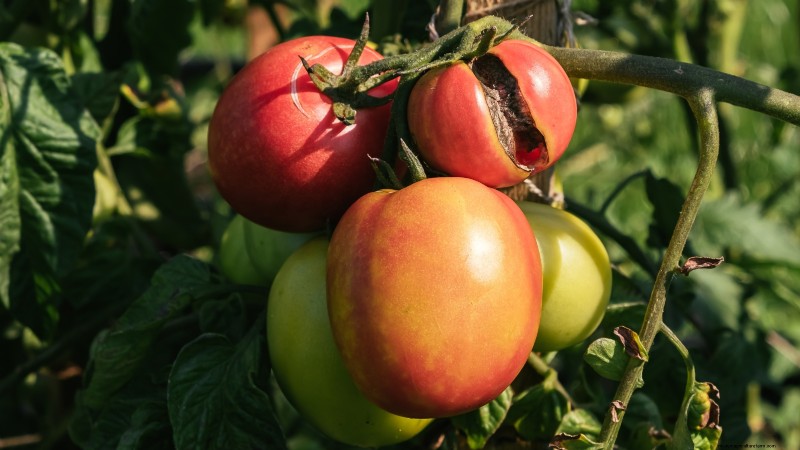Tomato Harvesting: When to Pick for Best Flavor & Quality