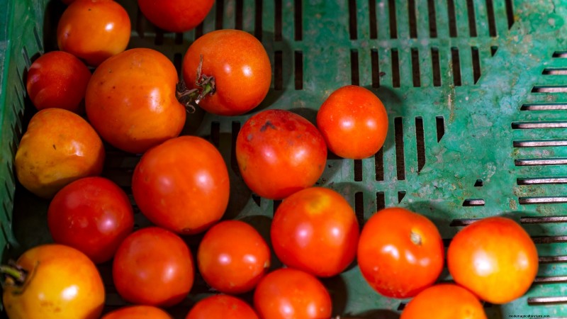 Tomato Harvesting: When to Pick for Best Flavor & Quality