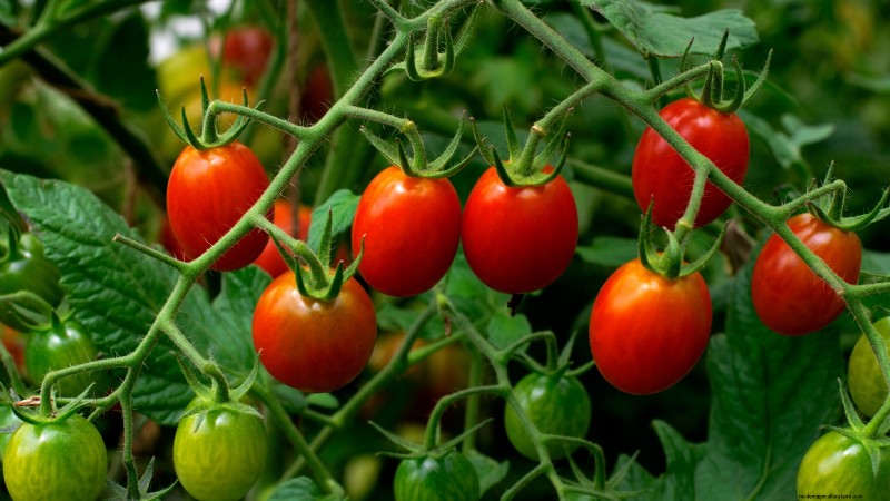 Tomato Harvesting: When to Pick for Best Flavor & Quality