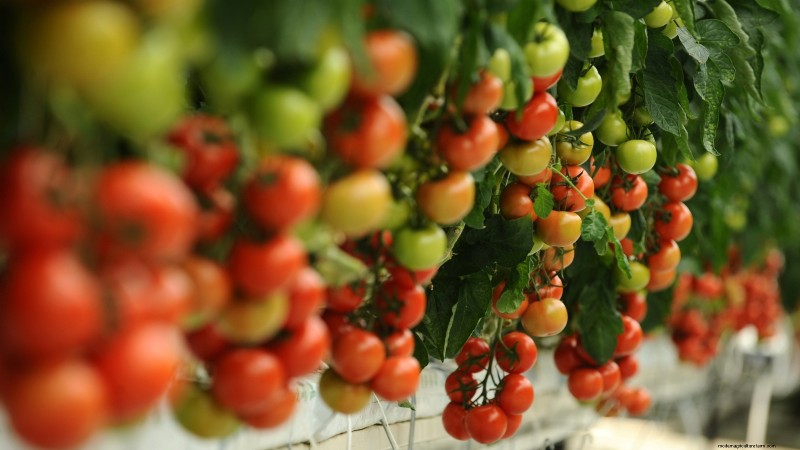 Tomato Harvesting: When to Pick for Best Flavor & Quality