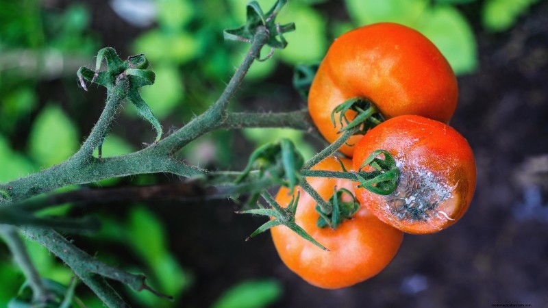 Tomato Harvesting: When to Pick for Best Flavor & Quality