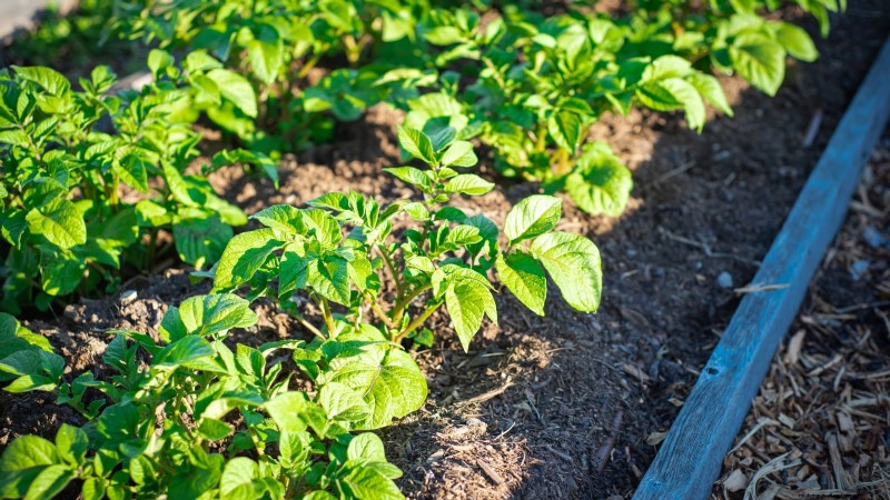 Grow More Potatoes: 9 Tips for Successful Raised Bed Planting