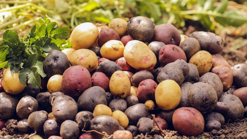 Grow More Potatoes: 9 Tips for Successful Raised Bed Planting