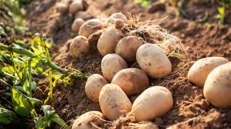 Grow More Potatoes: 9 Tips for Successful Raised Bed Planting