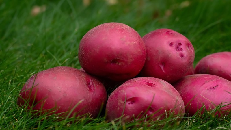 Grow More Potatoes: 9 Tips for Successful Raised Bed Planting