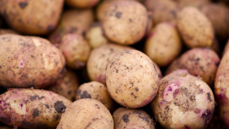 Grow More Potatoes: 9 Tips for Successful Raised Bed Planting