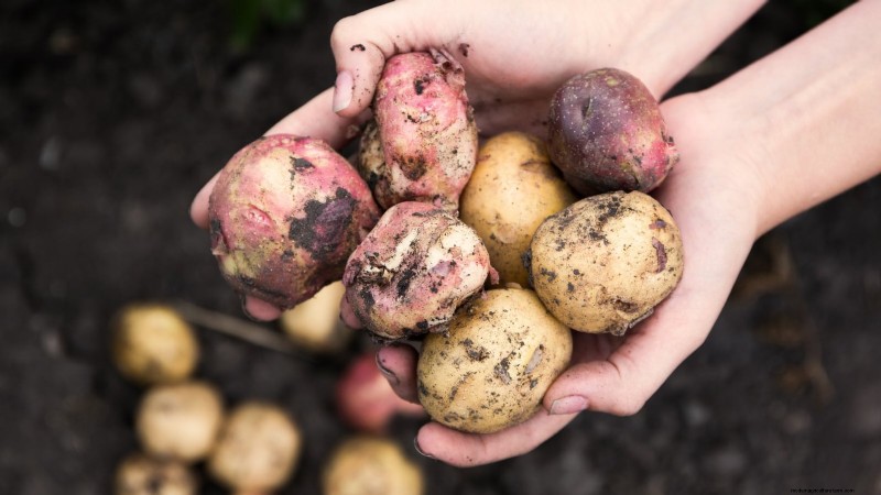 Grow More Potatoes: 9 Tips for Successful Raised Bed Planting
