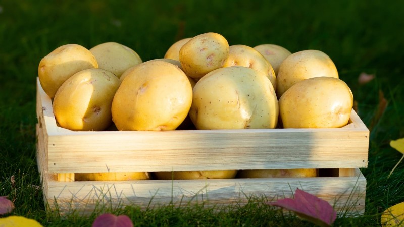 Grow More Potatoes: 9 Tips for Successful Raised Bed Planting