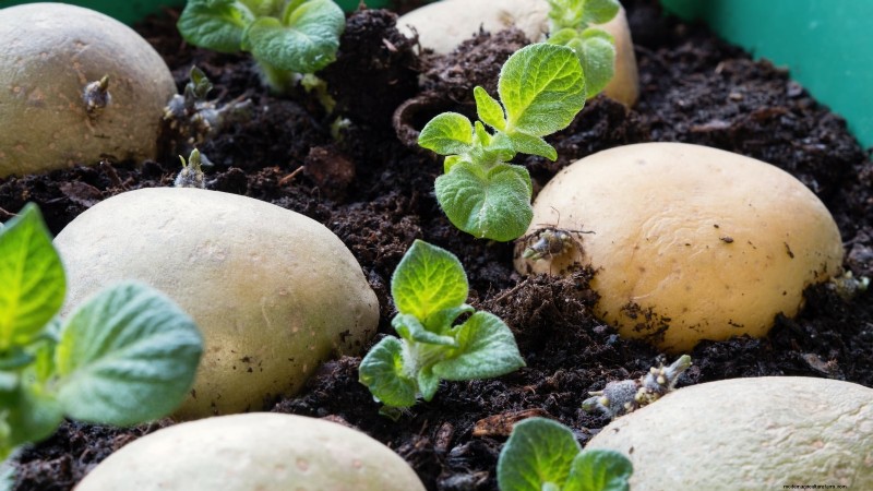 Grow More Potatoes: 9 Tips for Successful Raised Bed Planting