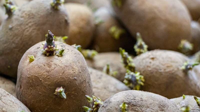 Grow More Potatoes: 9 Tips for Successful Raised Bed Planting