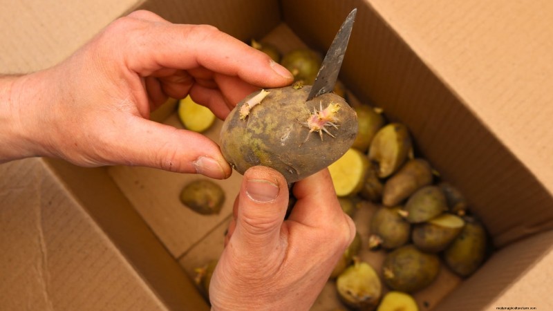 Grow More Potatoes: 9 Tips for Successful Raised Bed Planting