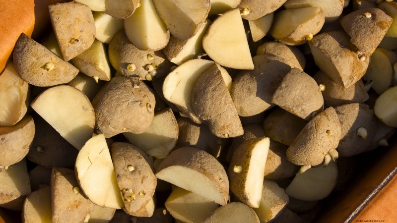 Grow More Potatoes: 9 Tips for Successful Raised Bed Planting