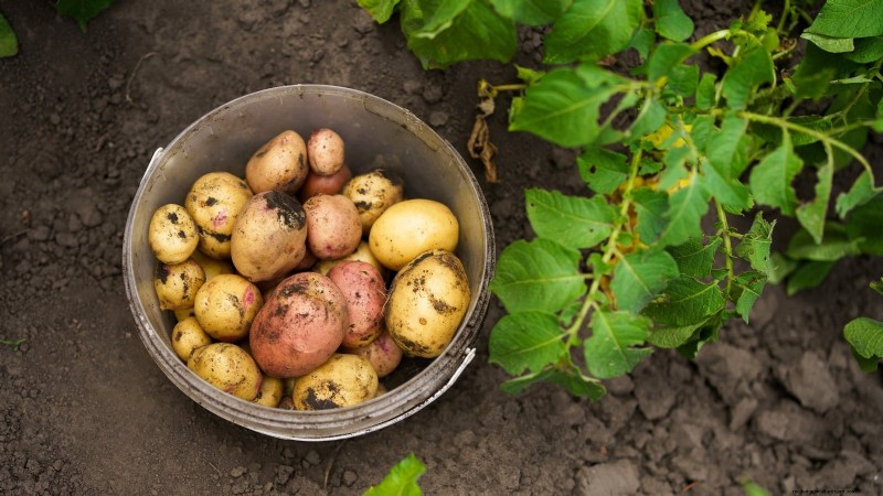 Grow More Potatoes: 9 Tips for Successful Raised Bed Planting