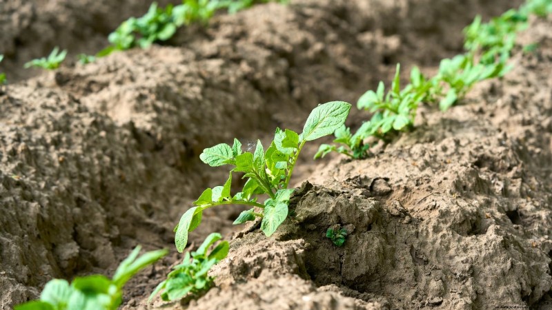 Grow More Potatoes: 9 Tips for Successful Raised Bed Planting