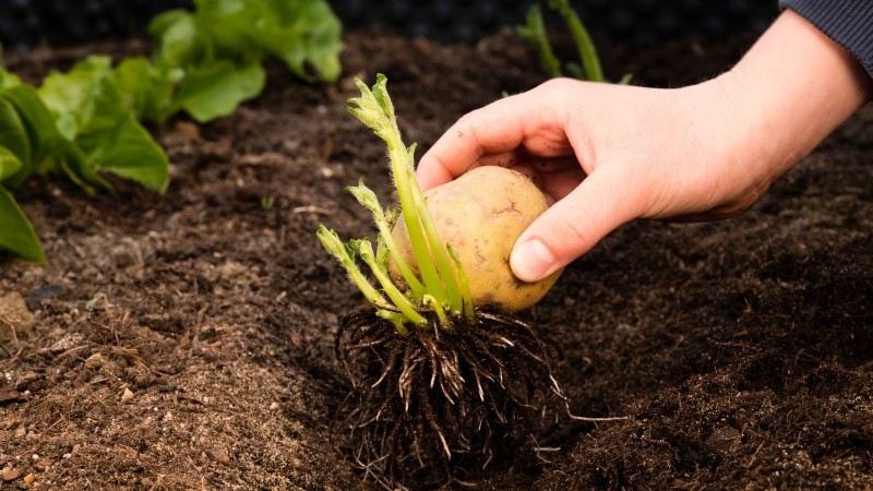 Grow More Potatoes: 9 Tips for Successful Raised Bed Planting