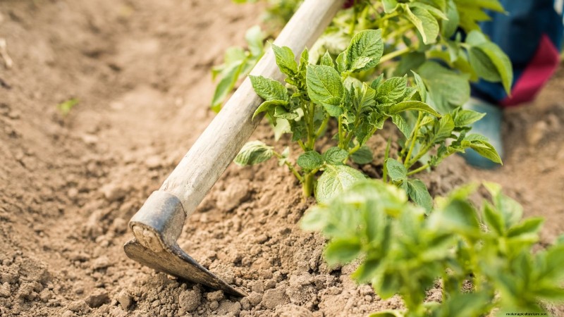 Grow More Potatoes: 9 Tips for Successful Raised Bed Planting