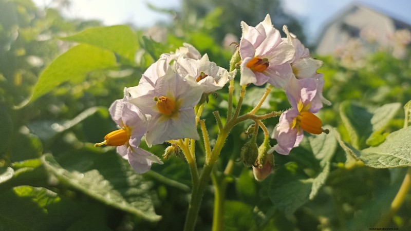 Grow More Potatoes: 9 Tips for Successful Raised Bed Planting