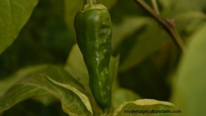 Anaheim Peppers: Planting, Growing & Care Guide | [Your Brand/Website Name]
