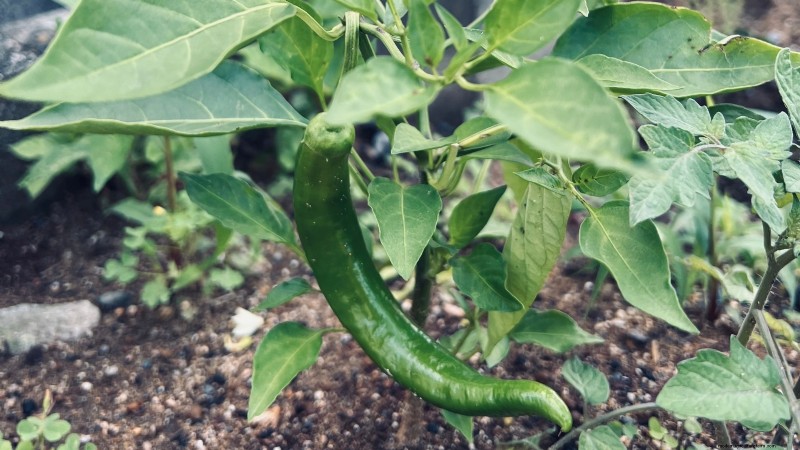 Anaheim Peppers: Planting, Growing & Care Guide | [Your Brand/Website Name]