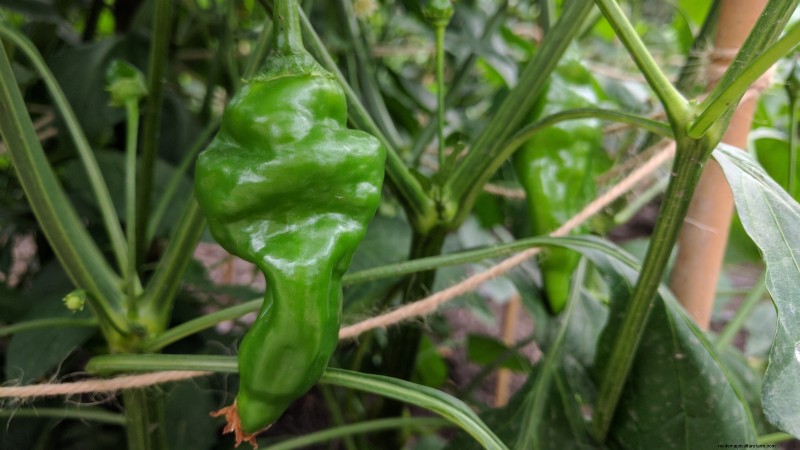 Anaheim Peppers: Planting, Growing & Care Guide | [Your Brand/Website Name]