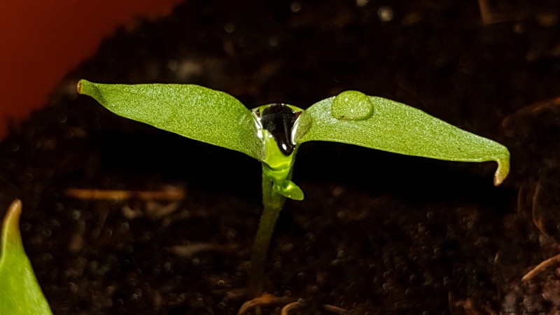 Anaheim Peppers: Planting, Growing & Care Guide | [Your Brand/Website Name]