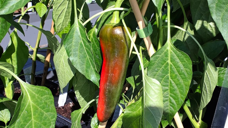 Anaheim Peppers: Planting, Growing & Care Guide | [Your Brand/Website Name]