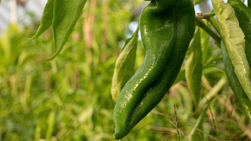 Anaheim Peppers: Planting, Growing & Care Guide | [Your Brand/Website Name]