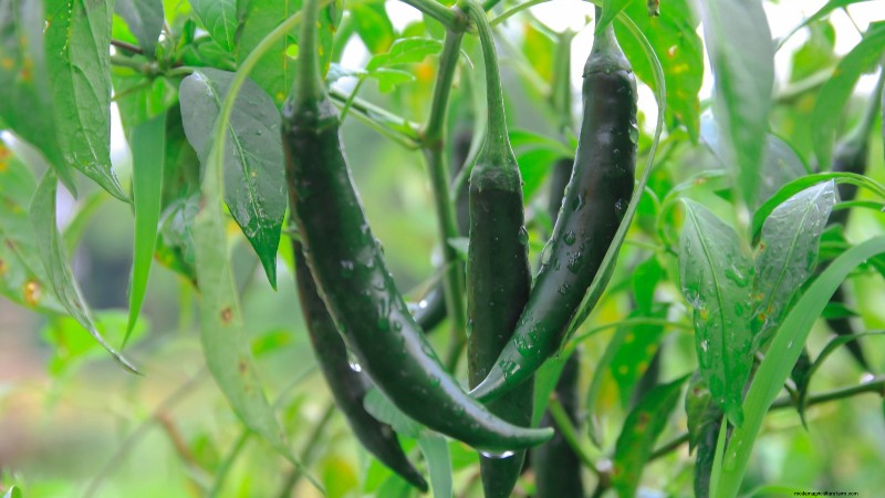 Anaheim Peppers: Planting, Growing & Care Guide | [Your Brand/Website Name]