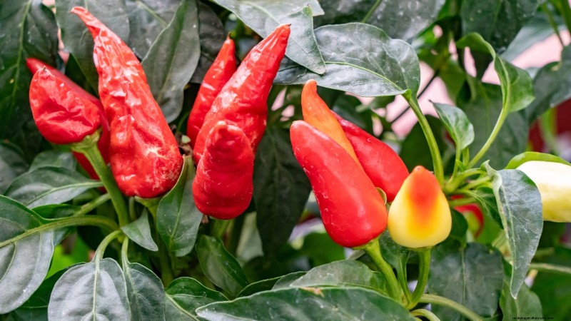 Anaheim Peppers: Planting, Growing & Care Guide | [Your Brand/Website Name]