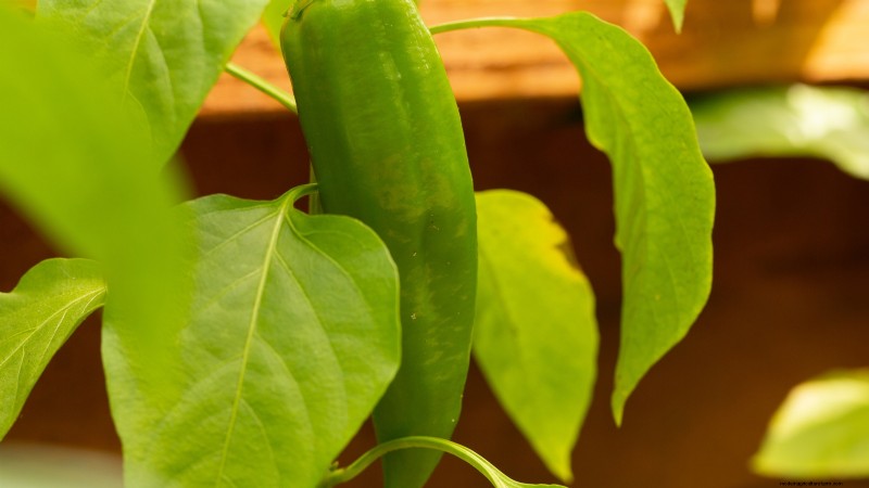Anaheim Peppers: Planting, Growing & Care Guide | [Your Brand/Website Name]