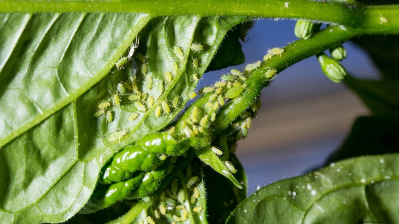 Anaheim Peppers: Planting, Growing & Care Guide | [Your Brand/Website Name]