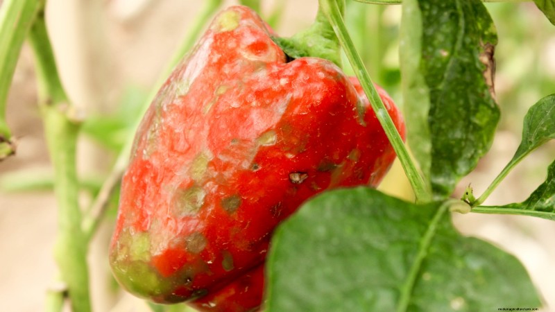 Anaheim Peppers: Planting, Growing & Care Guide | [Your Brand/Website Name]