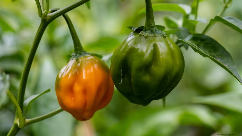 Pepper Harvesting Guide: When & How to Pick Peppers for Maximum Yield