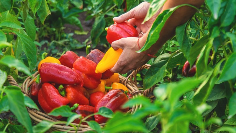 Pepper Harvesting Guide: When & How to Pick Peppers for Maximum Yield