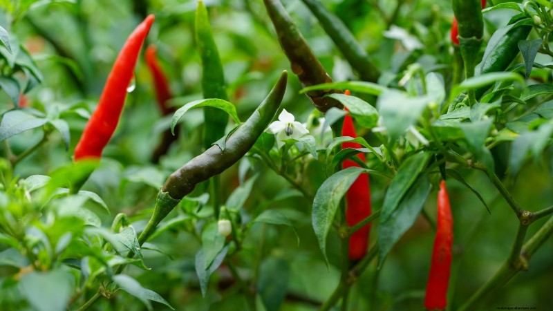 Pepper Harvesting Guide: When & How to Pick Peppers for Maximum Yield