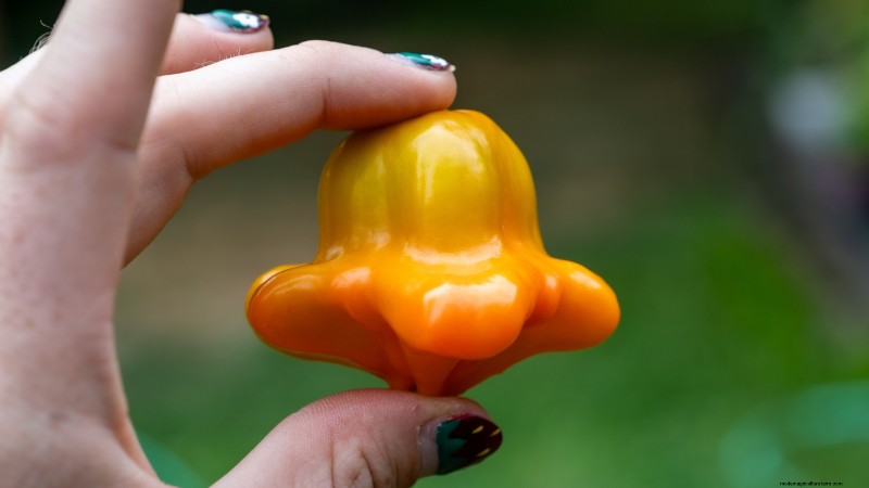 Pepper Harvesting Guide: When & How to Pick Peppers for Maximum Yield