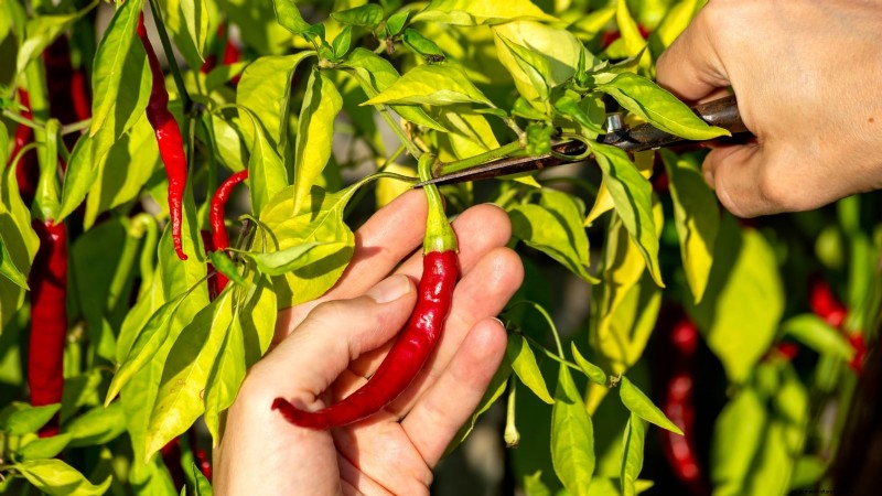 Pepper Harvesting Guide: When & How to Pick Peppers for Maximum Yield